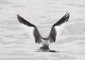 Sabine's Gull